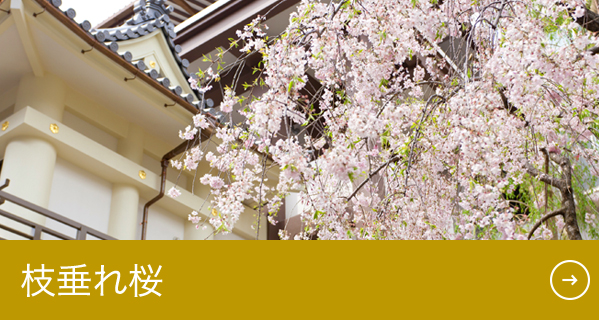 枝垂れ桜