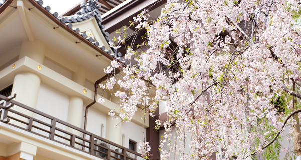 枝垂れ桜