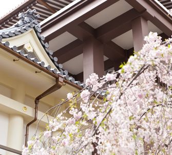 龍善寺の桜